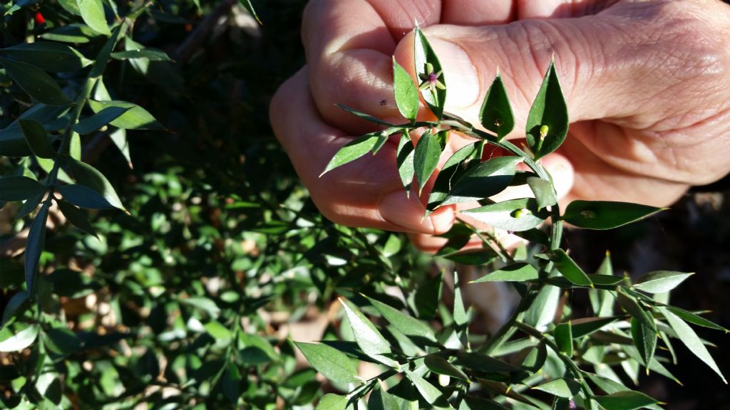 Pungitopo (Ruscus aculeatus - Asparagaceae)