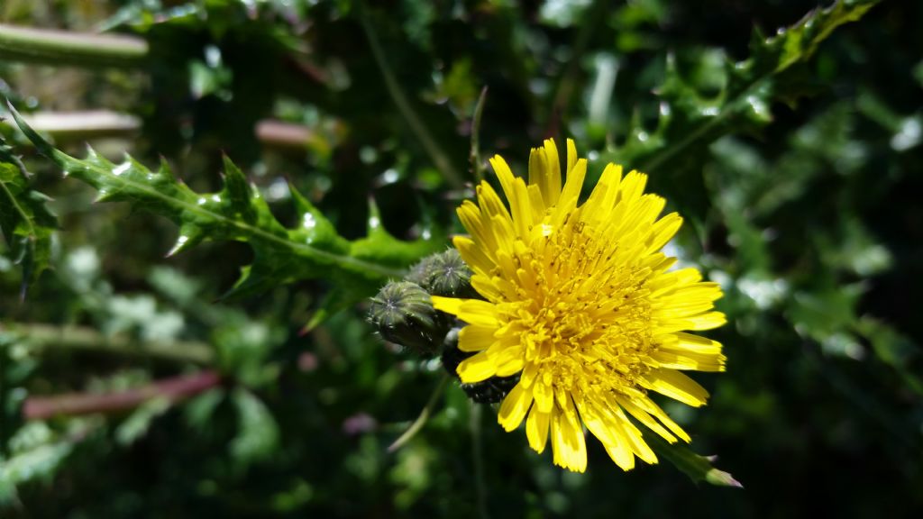 Sonchus asper s.l.