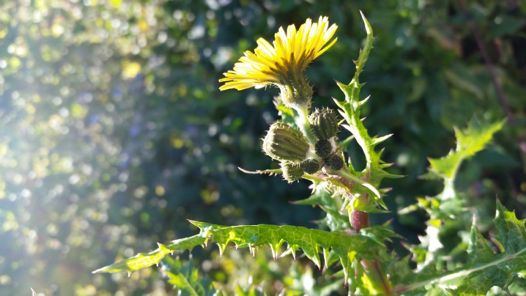 Sonchus asper s.l.