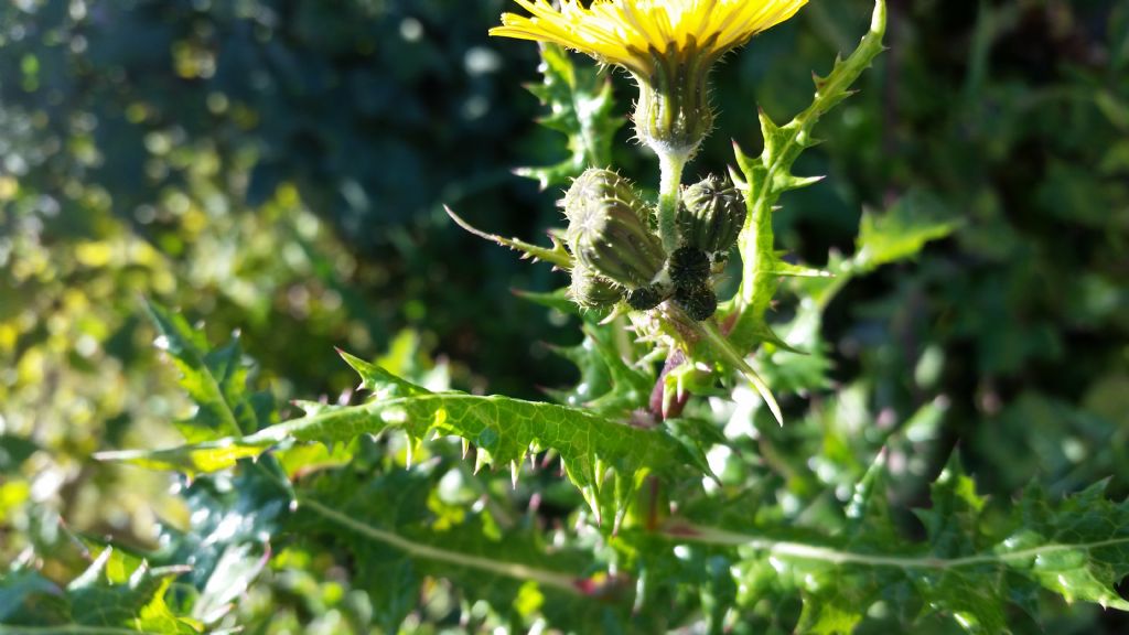 Sonchus asper s.l.