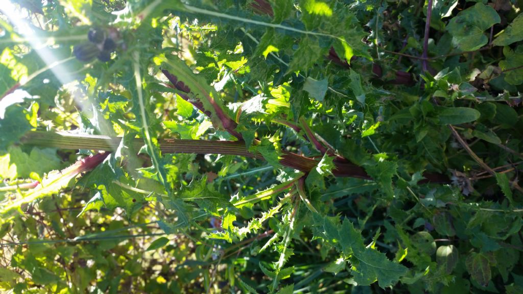 Sonchus asper s.l.