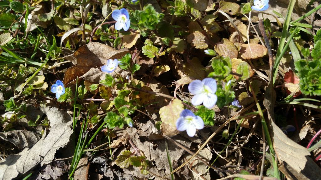 Veronica persica