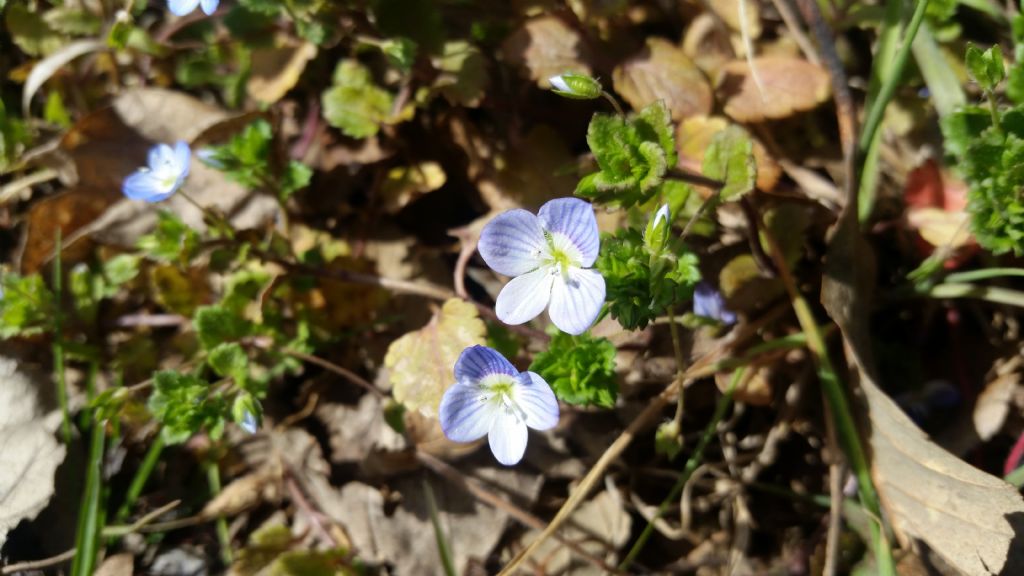 Veronica persica