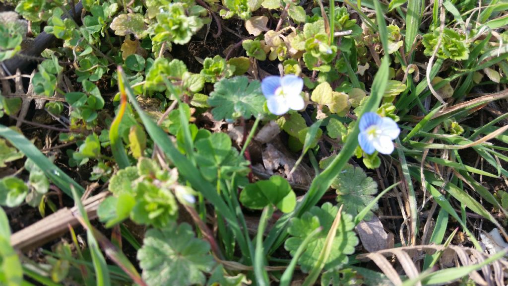 Veronica persica