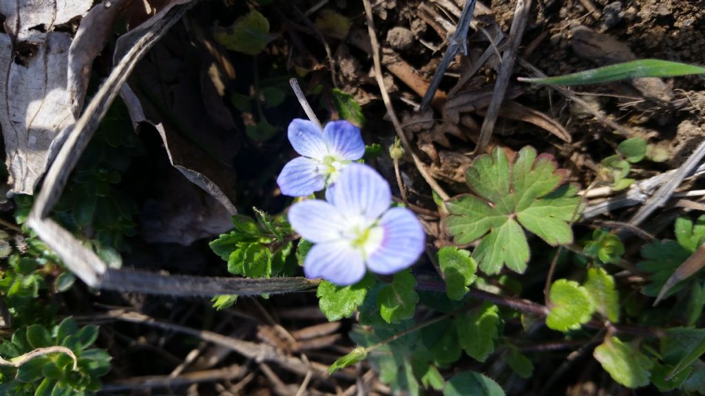 Veronica persica