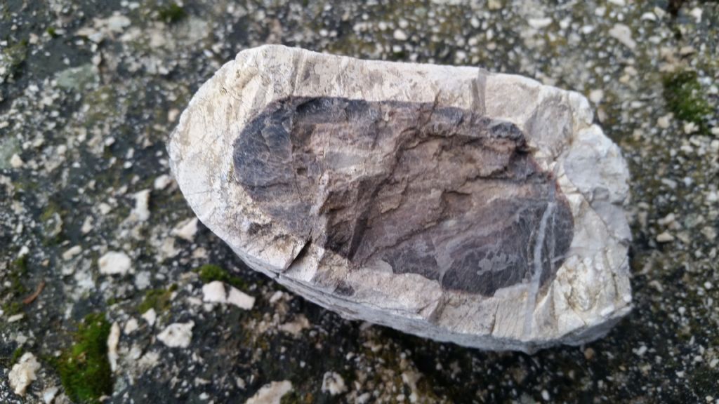 Identificazione roccia 7 - nodulo di selce