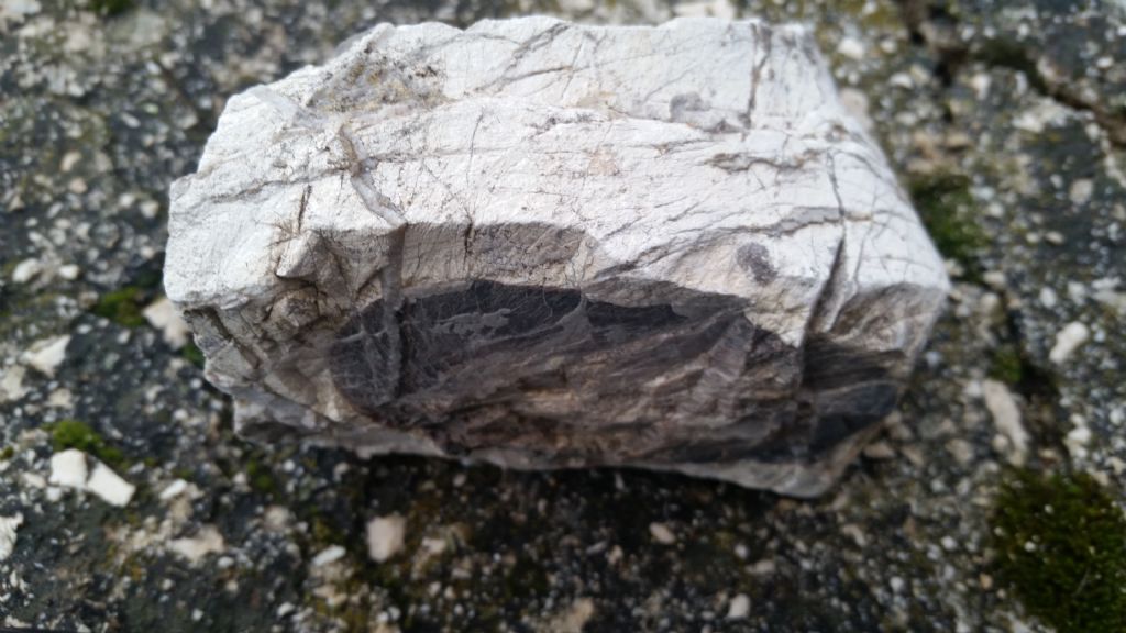 Identificazione roccia 7 - nodulo di selce