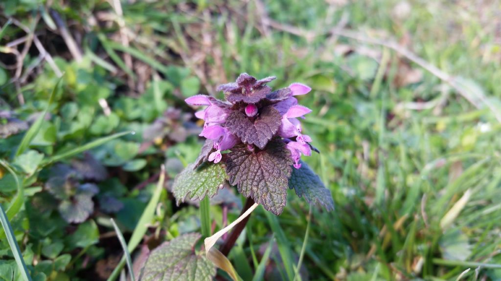 Lamium purpureum (Lamiaceae)