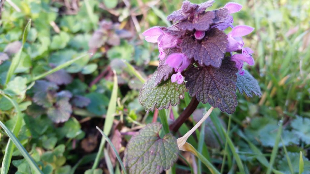 Lamium purpureum (Lamiaceae)