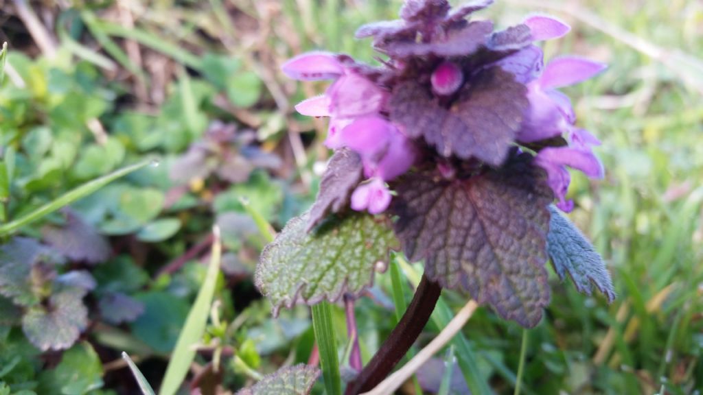 Lamium purpureum (Lamiaceae)