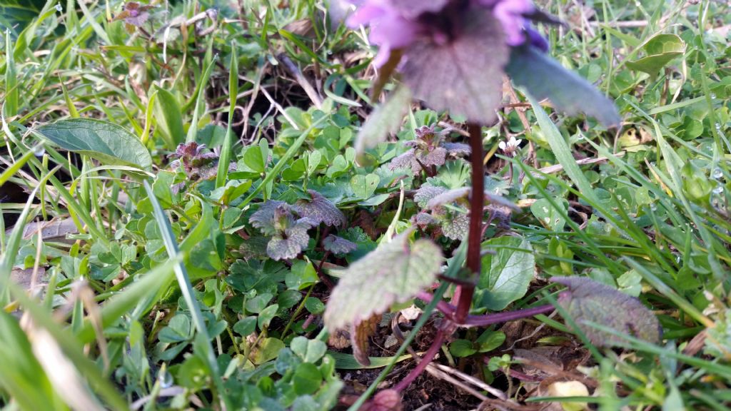 Lamium purpureum (Lamiaceae)