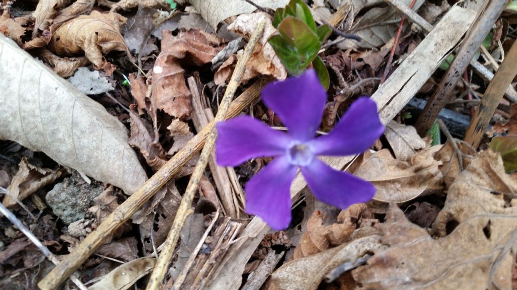 Pervinca?  S, Vinca major (Gentianales - Apocynaceae)