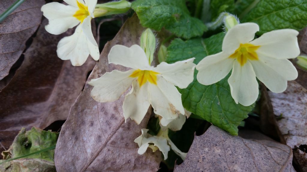 Primula vulgaris