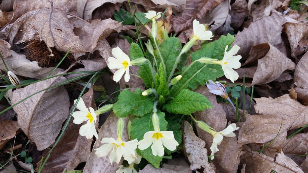 Primula vulgaris