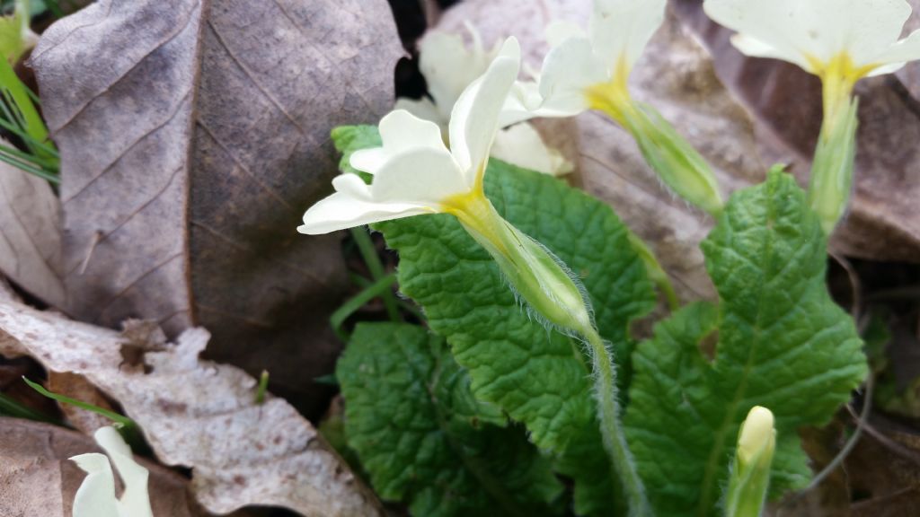 Primula vulgaris