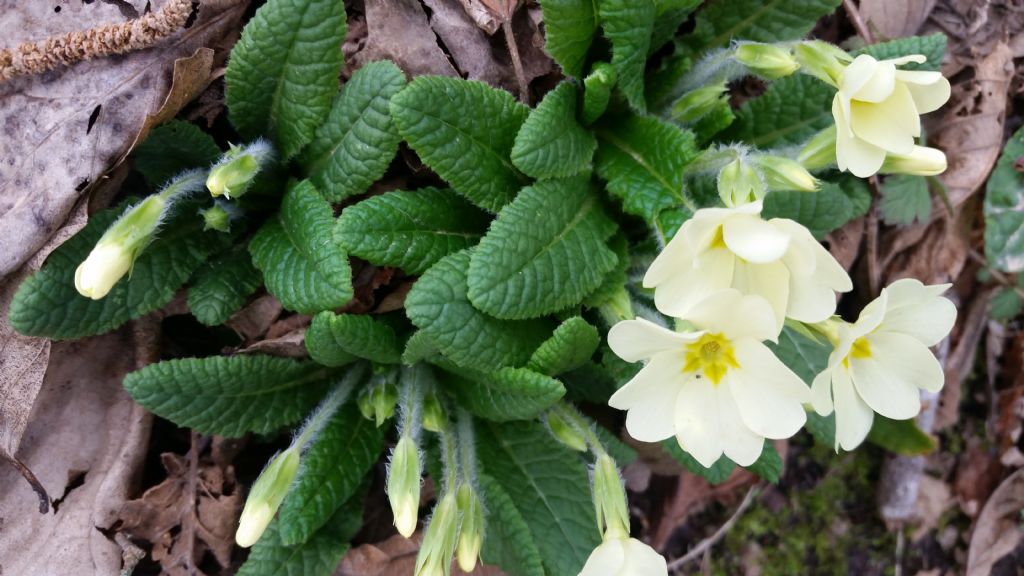 Primula vulgaris