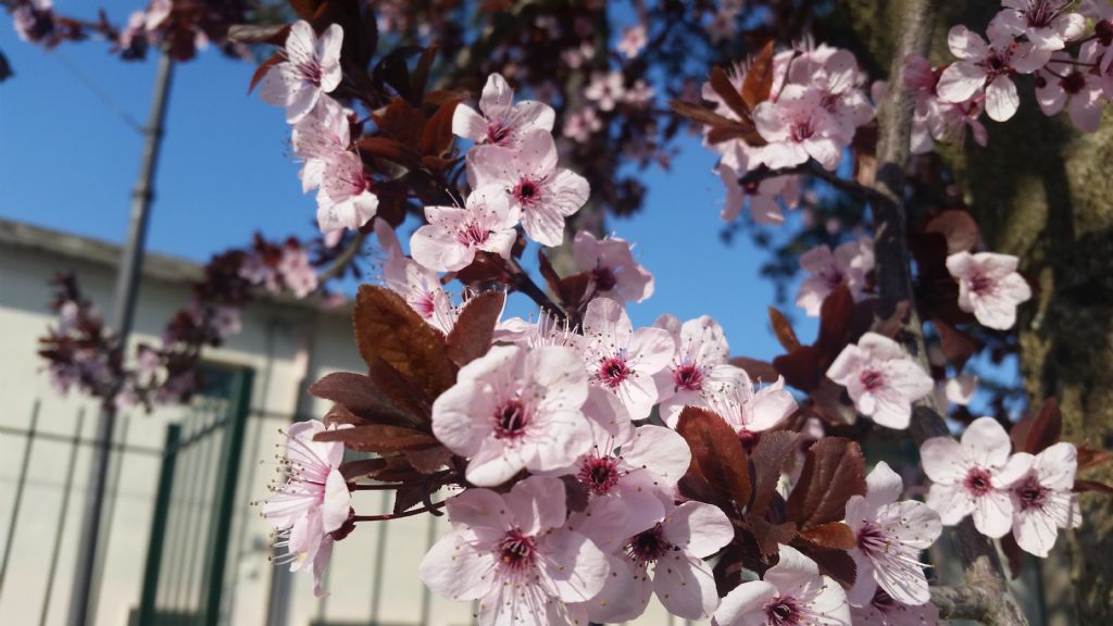 Prunus cerasifera