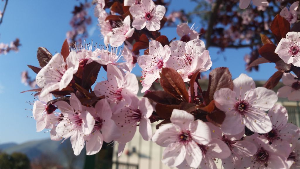 Prunus cerasifera