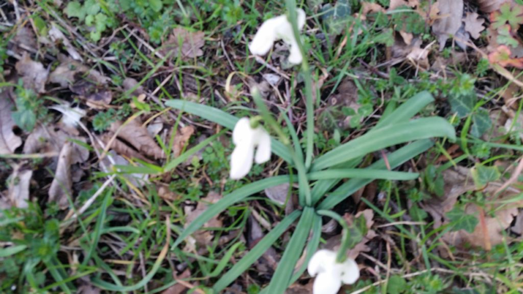 Bucaneve?  S.  Galanthus nivalis (Amaryllidaceae)