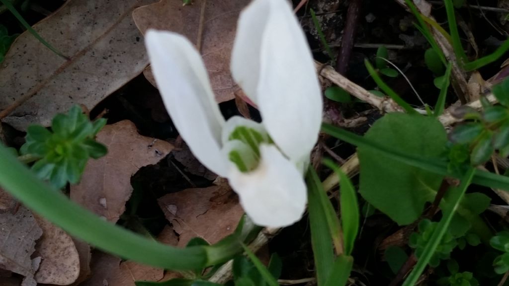 Bucaneve?  S.  Galanthus nivalis (Amaryllidaceae)