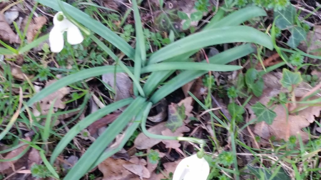 Bucaneve?  S.  Galanthus nivalis (Amaryllidaceae)