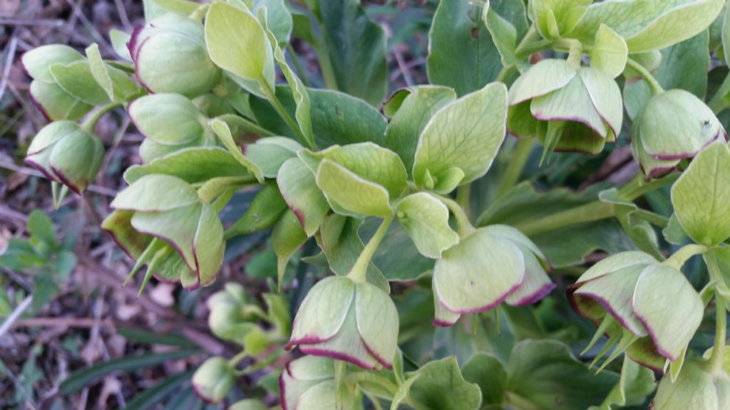 Helleborus foetidus (Ranunculaceae)