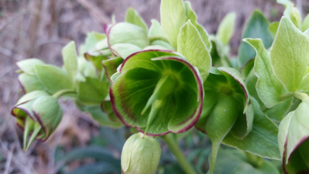 Helleborus foetidus (Ranunculaceae)