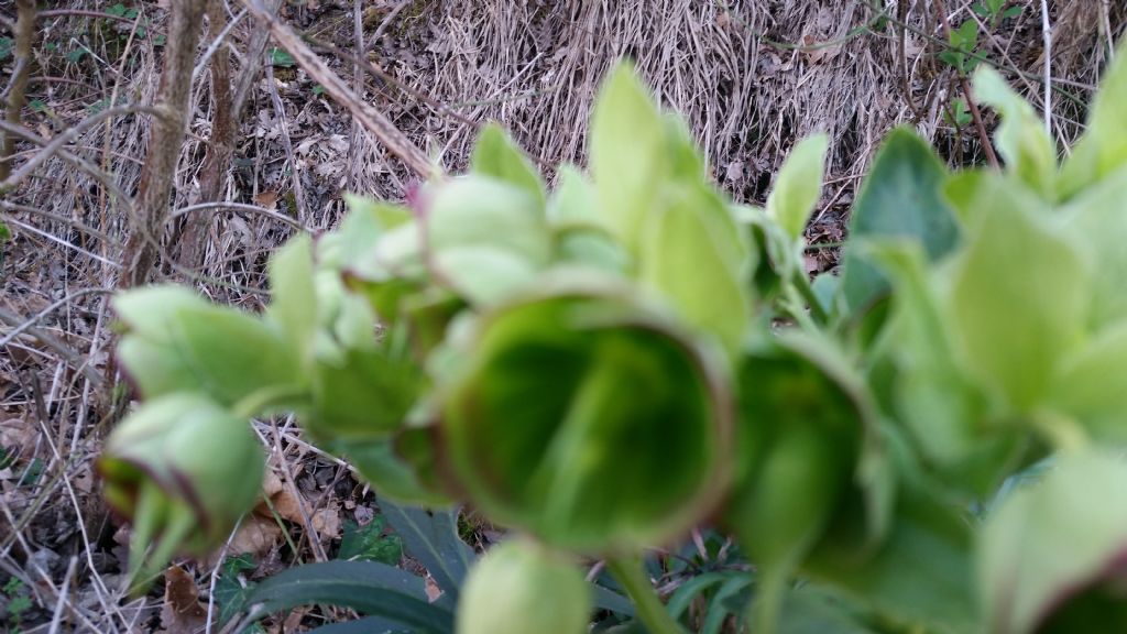 Helleborus foetidus (Ranunculaceae)