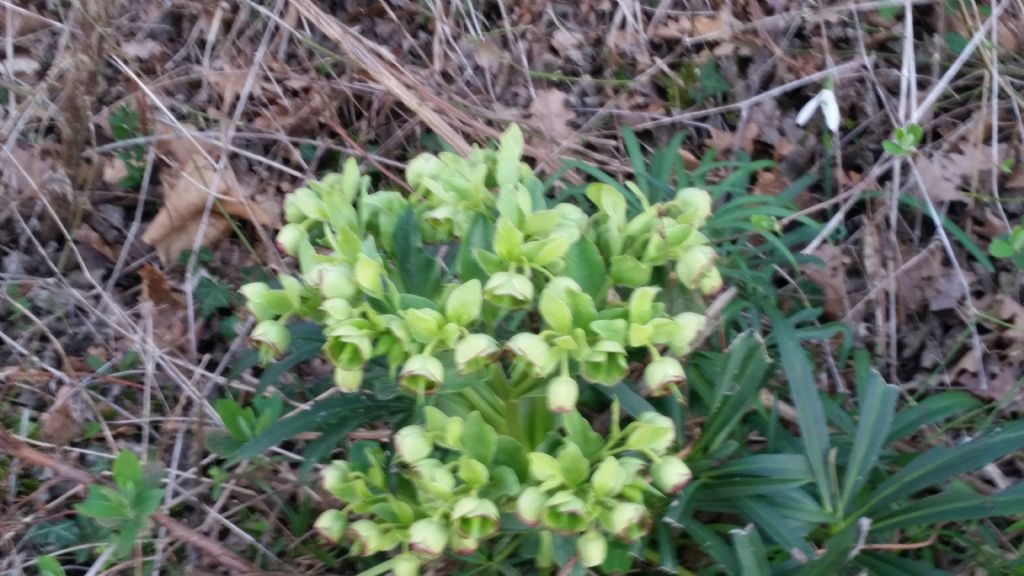 Helleborus foetidus (Ranunculaceae)