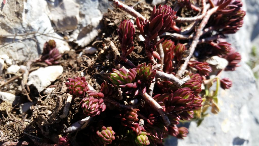 Sedum sp.