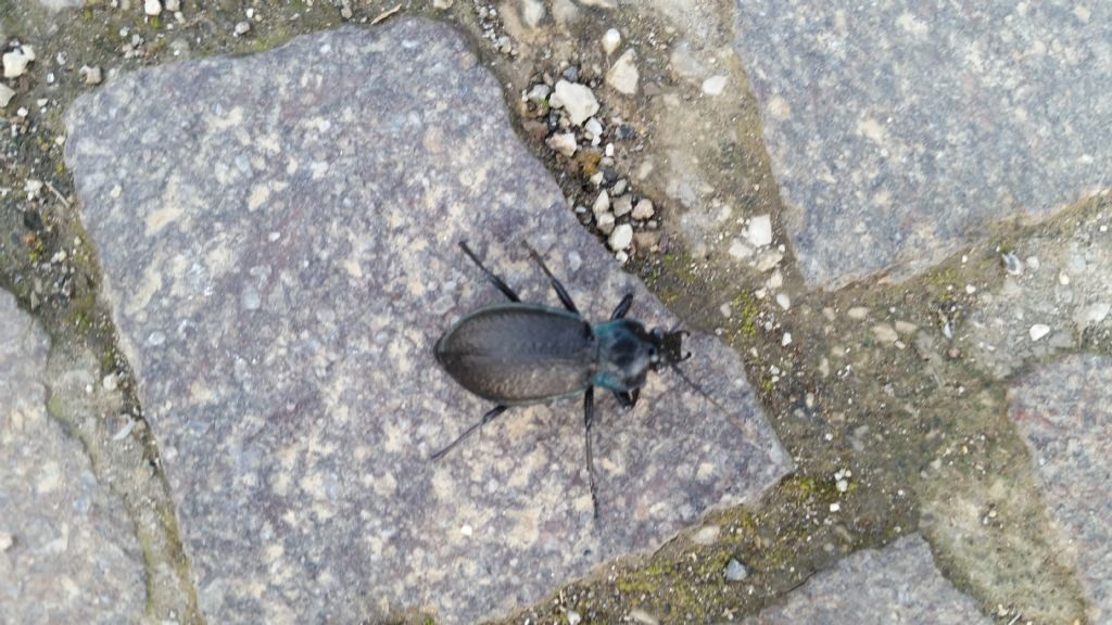 Carabidae:  Carabus (Archicarabus) rossii