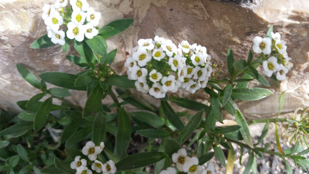 Lobularia maritima / Filigrana comune