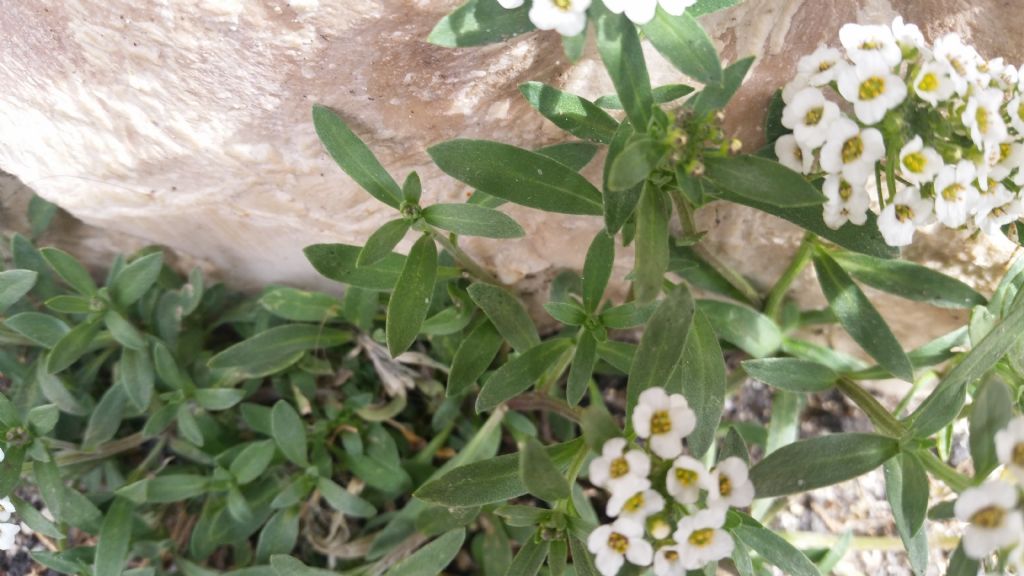 Lobularia maritima / Filigrana comune