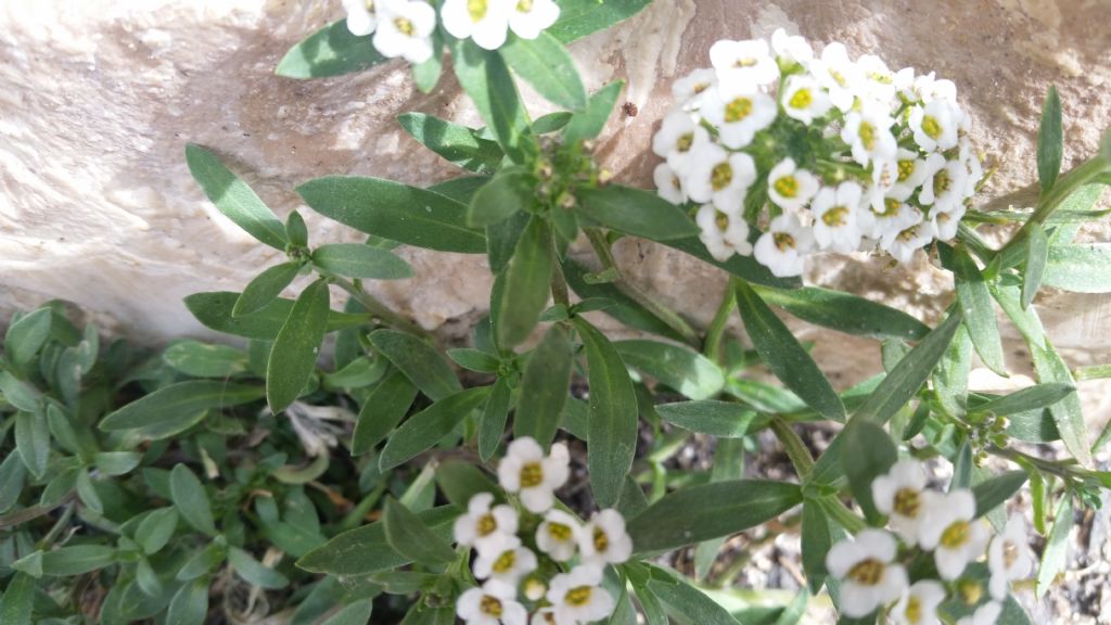 Lobularia maritima / Filigrana comune