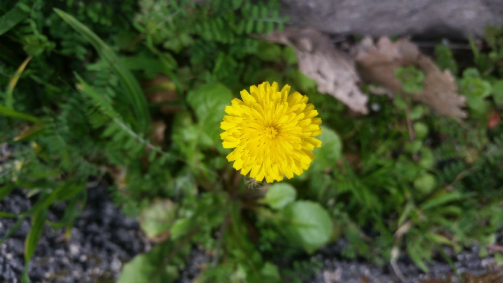 Crepis sancta