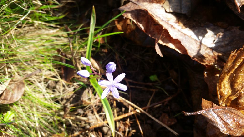 Scilla bifolia