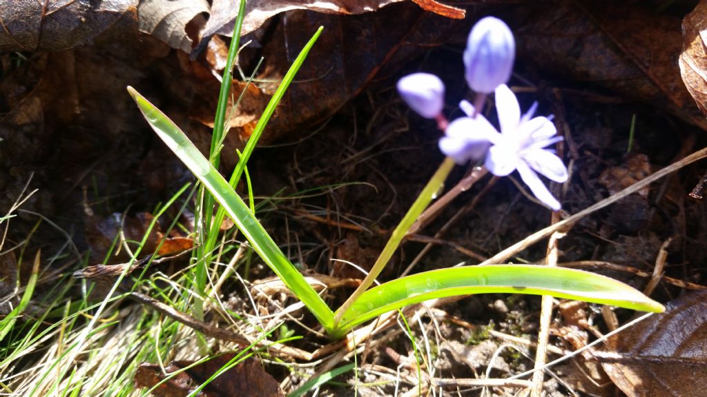 Scilla bifolia