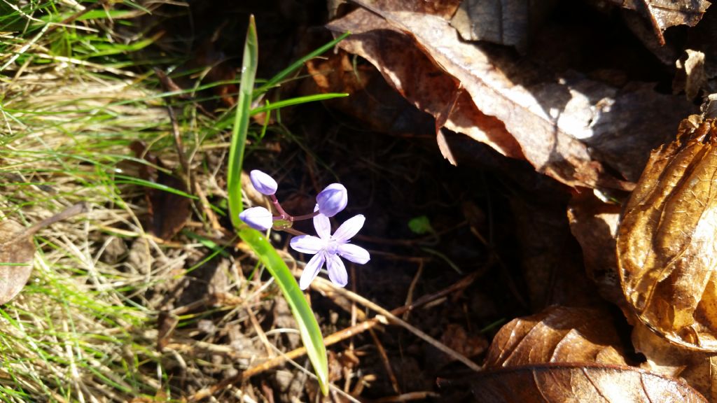 Scilla bifolia