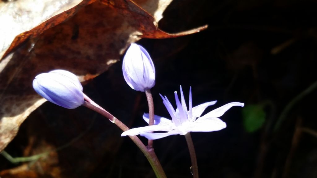 Scilla bifolia