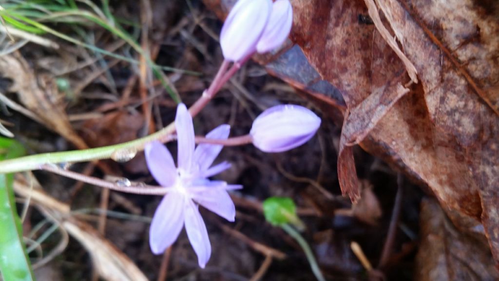 Scilla bifolia