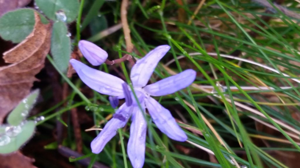 Scilla bifolia