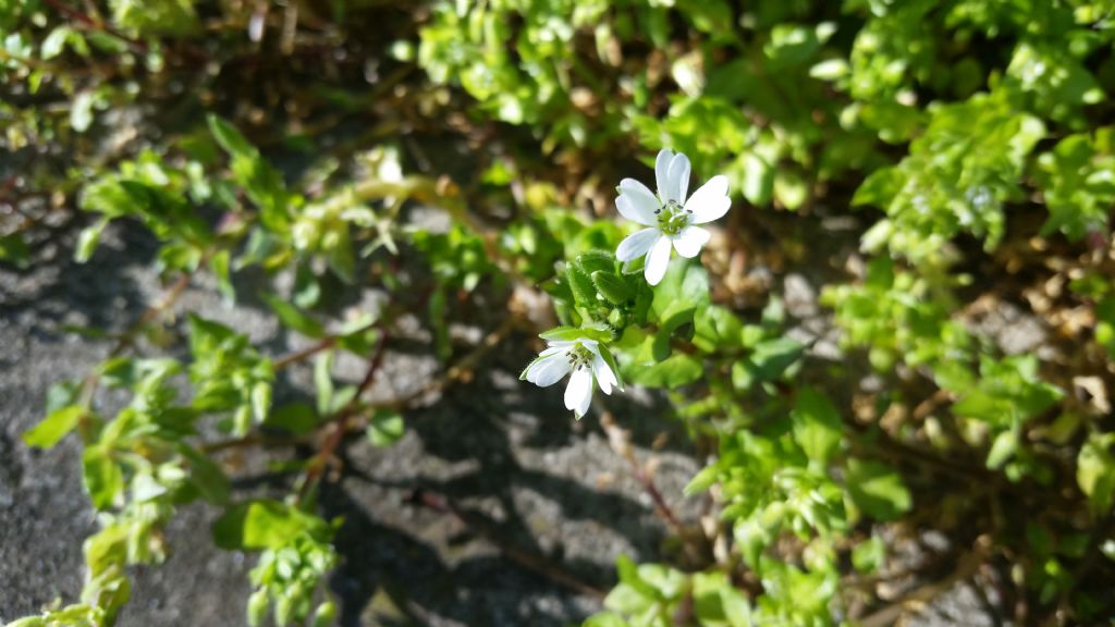 Stellaria neglecta