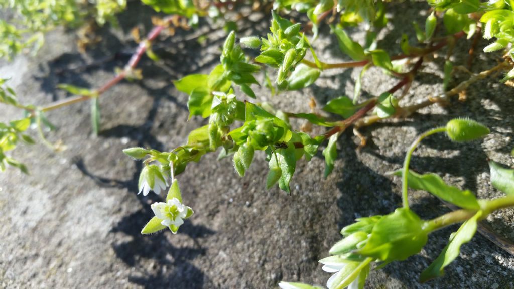 Stellaria neglecta