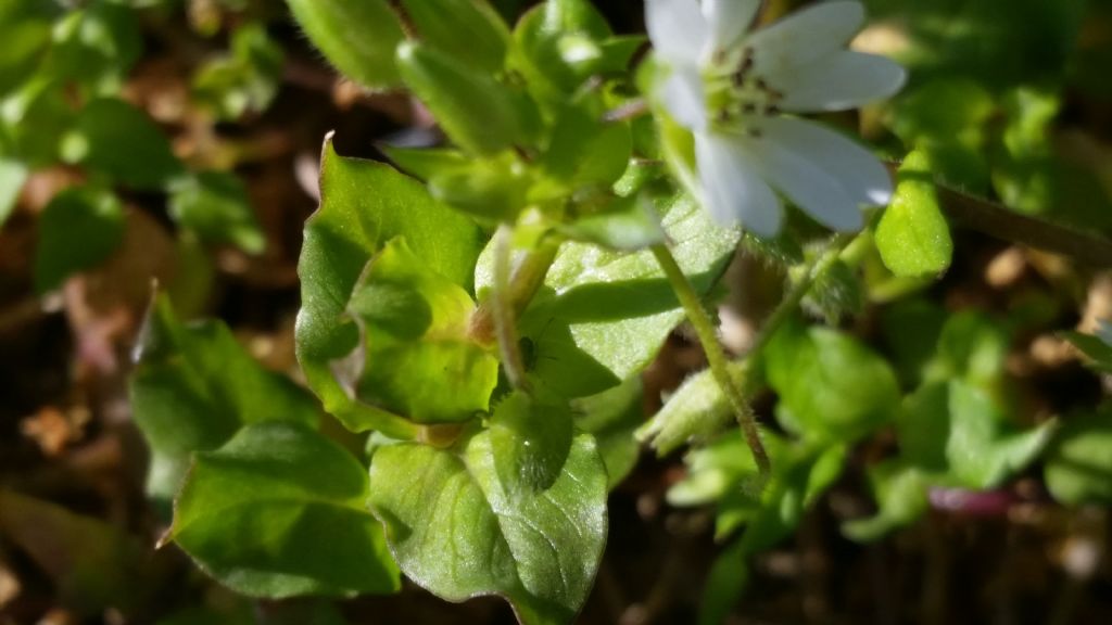 Stellaria neglecta