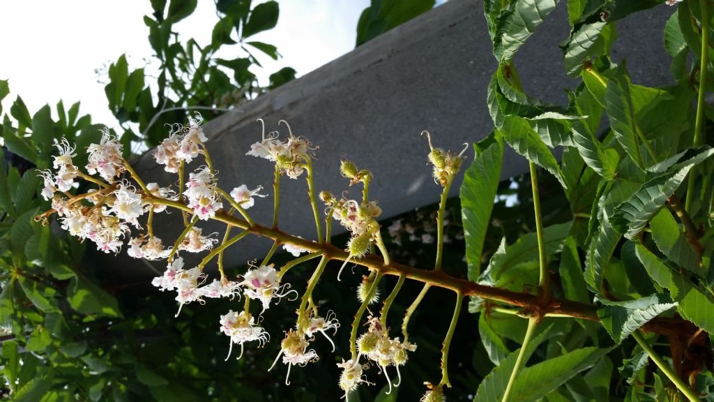 Aesculus hippocastanum / Ippocastano (Sapindaceae)