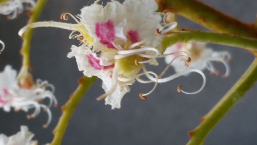 Aesculus hippocastanum / Ippocastano (Sapindaceae)