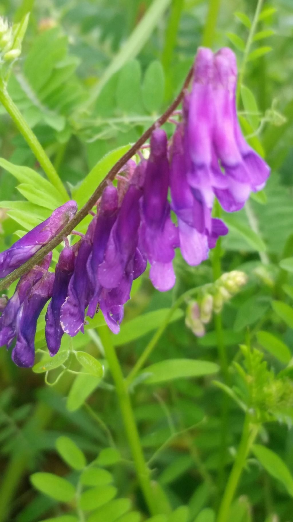 Vicia  villosa (Fabaceae)