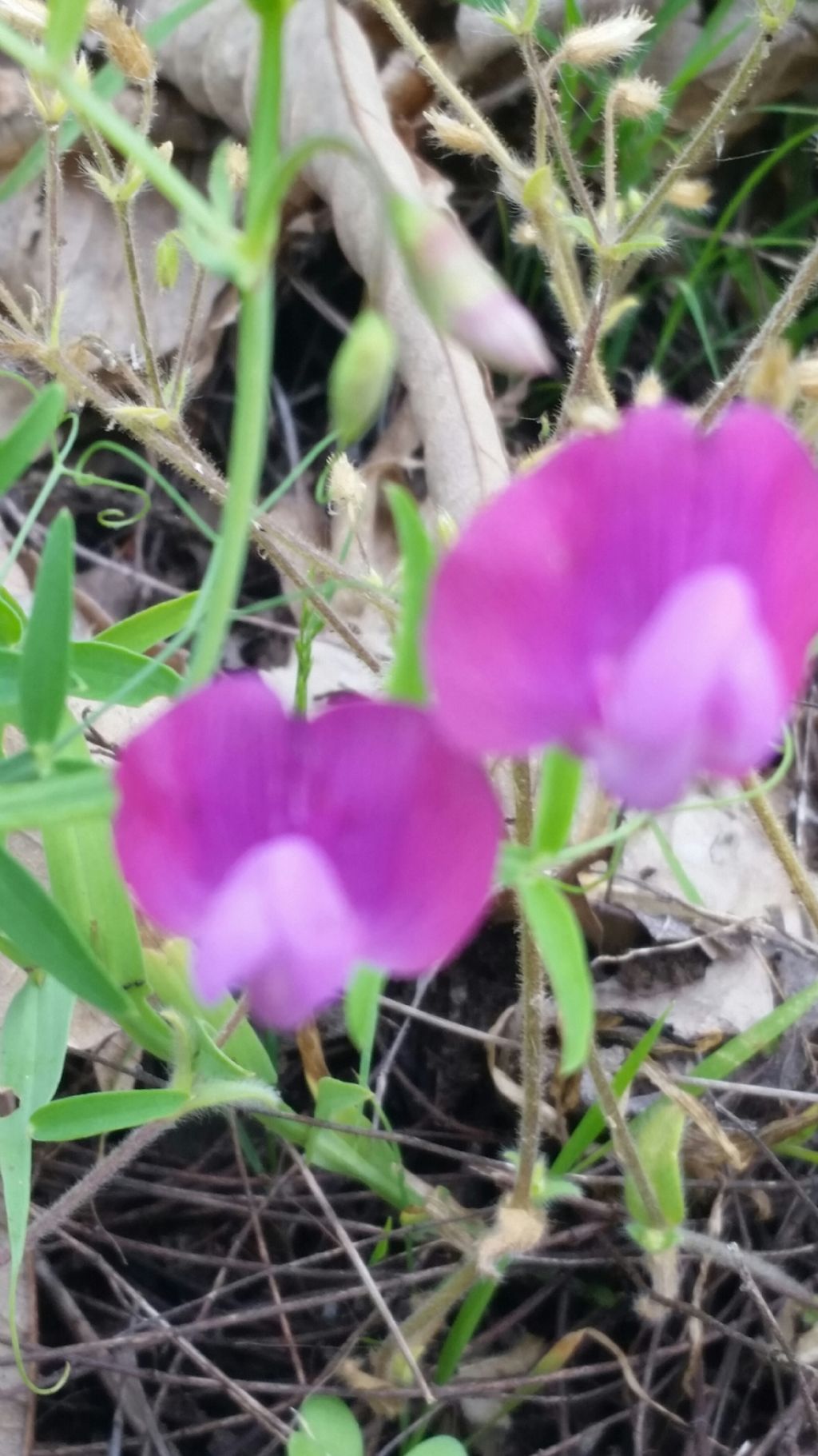 Lathyrus  sp.  (Fabaceae)