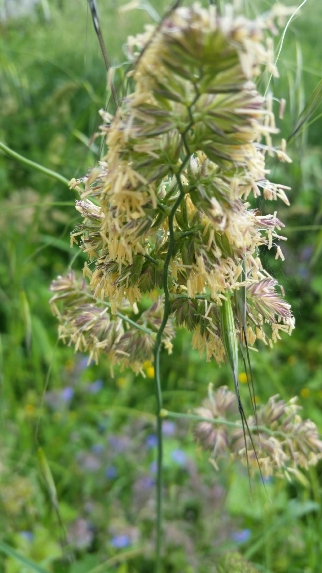 Dactylis glomerata (Poaceae)