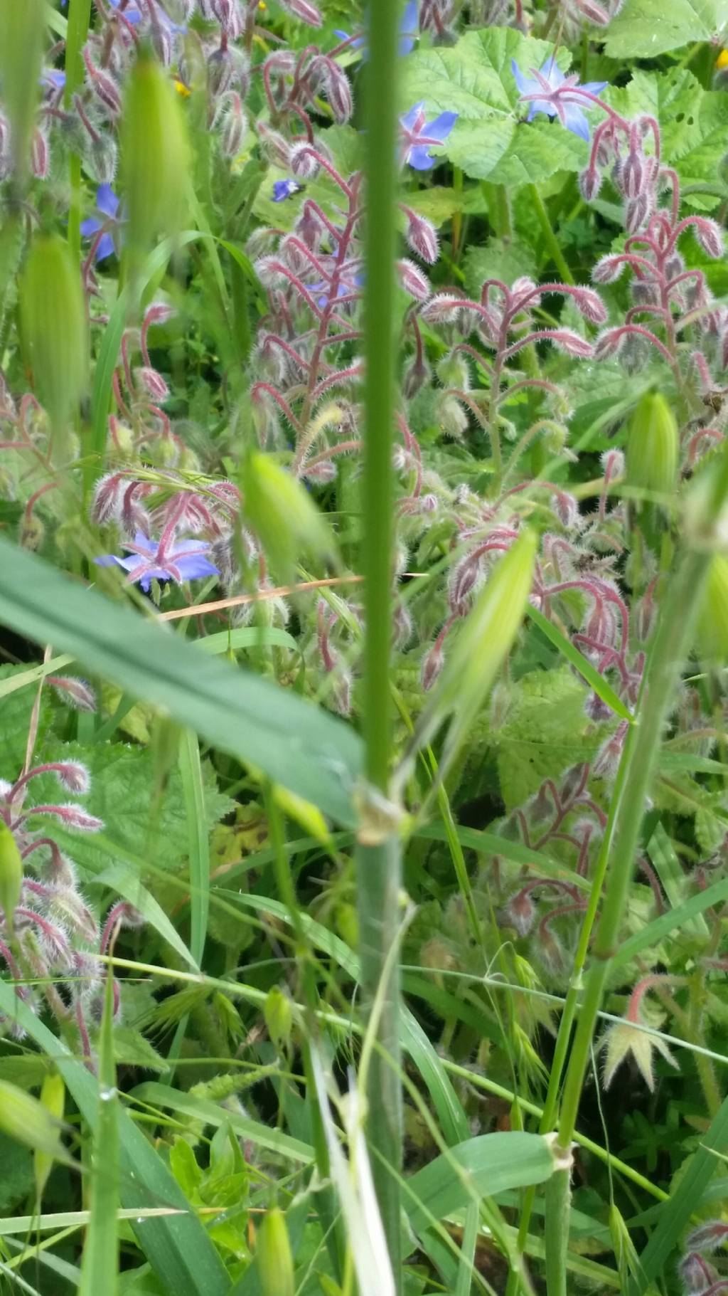 Dactylis glomerata (Poaceae)